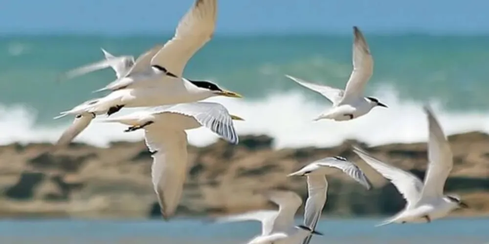 O Mapa ainda informa que, a depender da evolução das investigações e do cenário epidemiológico, novas medidas sanitárias poderão ser adotadas pelo Mapa e pelos órgãos