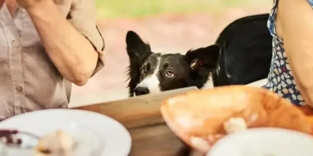 Ao preparar um churrasco, os tutores devem se certificar de manter a carne crua longe da boca faminta dos cães