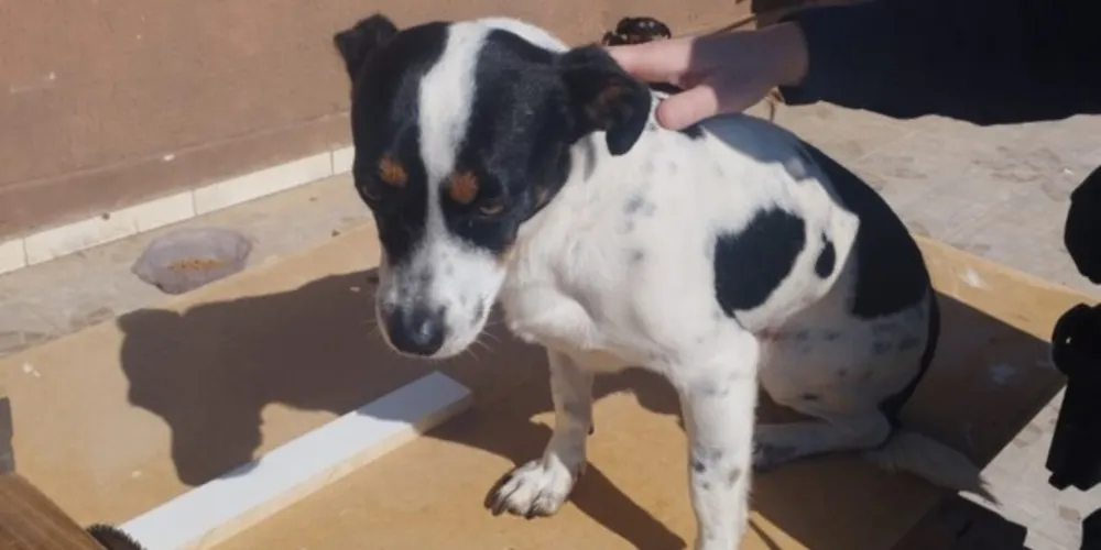 Animal foi agredido a pauladas por um homem, que foi preso