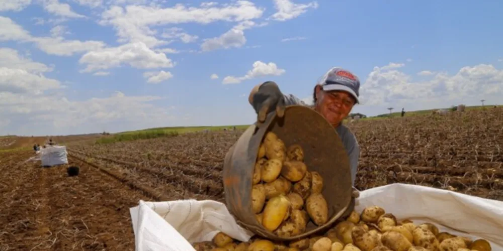 Dos 2,4 mil hectares de batata a serem retirados do solo, 88% estão com um bom desempenho e 12% classificados com qualidade média