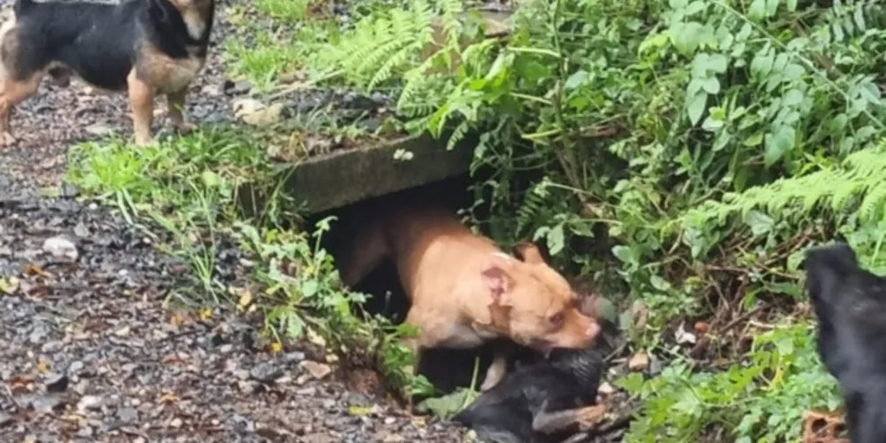 Ataque do pit bull aconteceu na manhã desta terça-feira