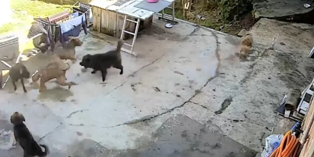 Um morador relatou à reportagem que um dos seus animais domésticos foi submetido a uma cirurgia por conta dos ataques