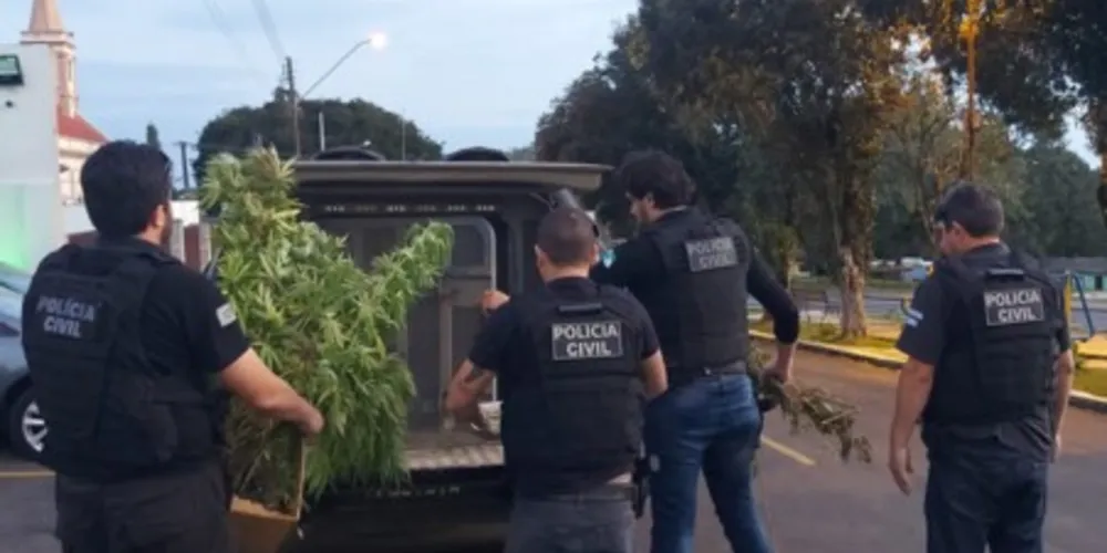 Foram localizados mais de 280 pés de maconha, observado também que, na residência, havia um ciclo completo de cultivo e preparação da droga