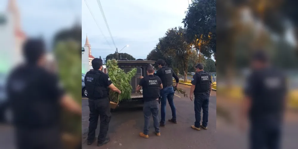 Foram localizados mais de 280 pés de maconha, observado também que, na residência, havia um ciclo completo de cultivo e preparação da droga