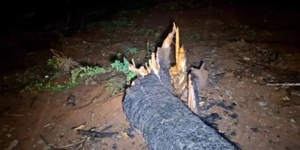 Árvores caíam sobre ruas e residências