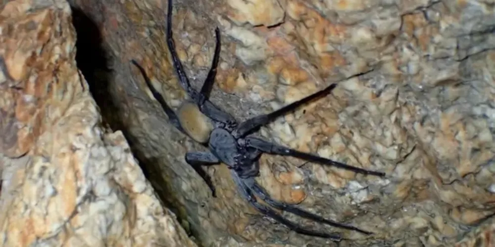 As aranhas gigantes possuem características únicas para sobreviver no ambiente subterrâneo