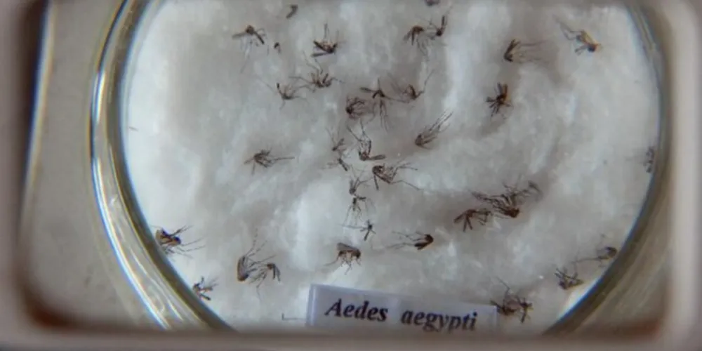 Com aprovação da Anvisa, nova vacina contra dengue chega ao Brasil