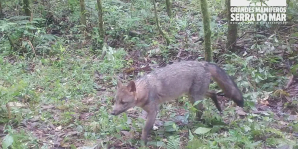 Uma das espécies é o cachorro-do-mato