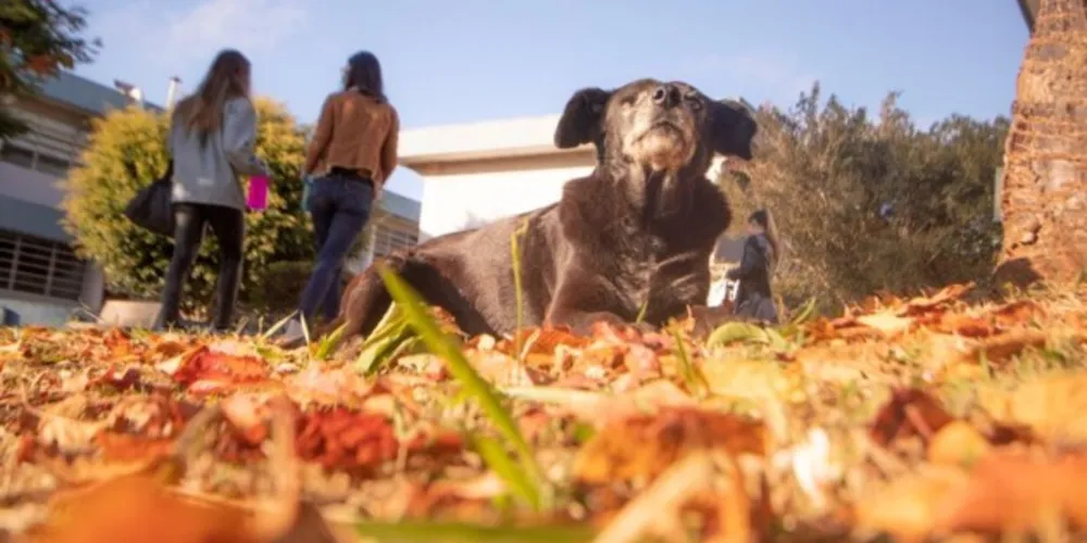 O evento acontece na Paróquia da Igreja Bom Jesus, em Uvaranas