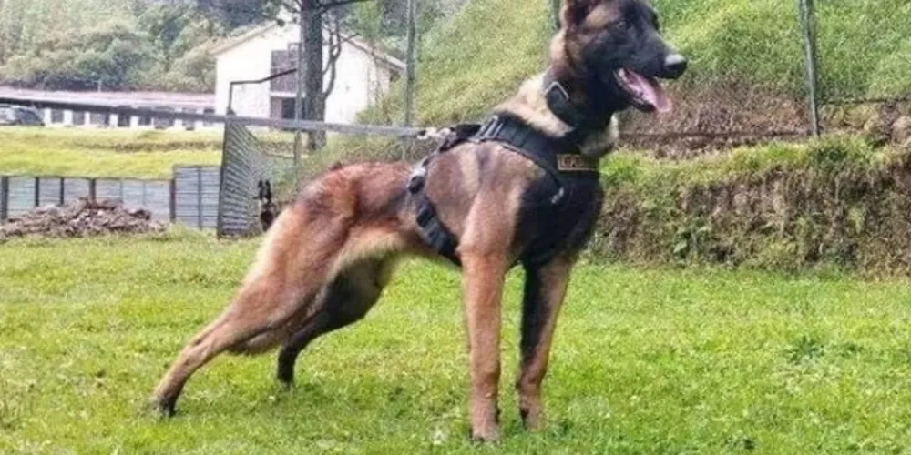 Wilson, um pastor belga de 6 anos, exímio farejador, e mais 9 cães faziam parte do escalão avançado da operação de busca