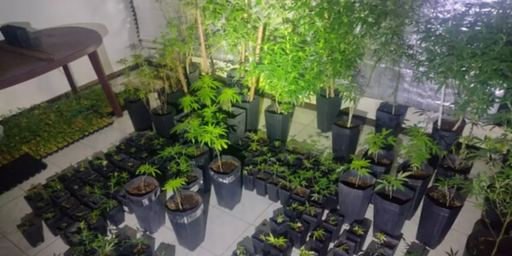 Responsáveis pela plantação conseguiram fugir