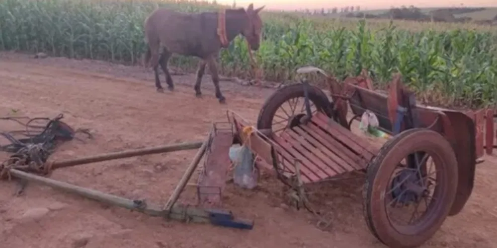 O motorista do caminhão afirmou às autoridades que conduzia um caminhão prancha quando passou pela vítima na charrete.