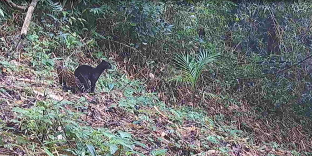 A peculiaridade do registro se dá pela coloração da fêmea, acompanhada do filhote com coloração comum