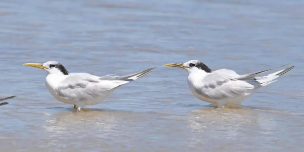 Ave não está próxima de nenhuma propriedade produtora