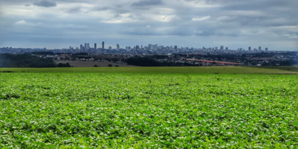 Relatório confirma o recorde da safra de soja, com 22,45 milhões de toneladas em uma área de 5,78 milhões de hectares