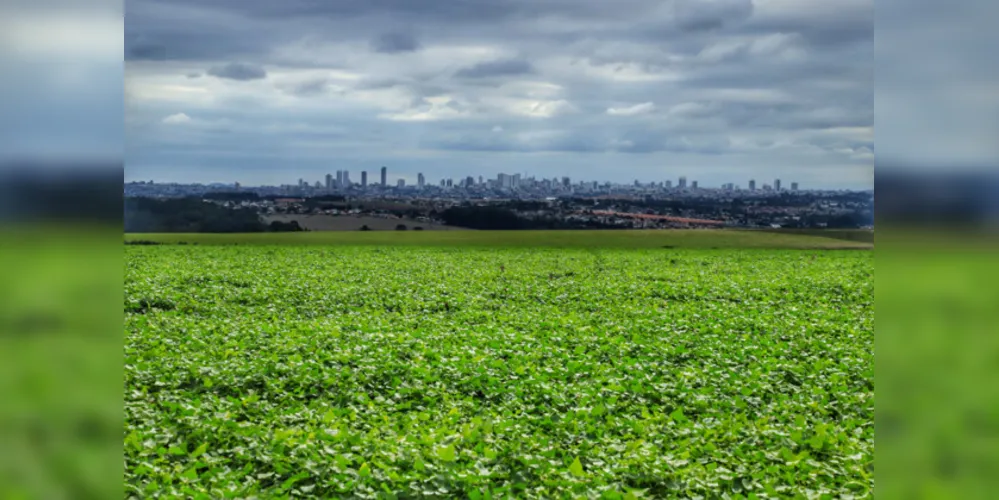 Relatório confirma o recorde da safra de soja, com 22,45 milhões de toneladas em uma área de 5,78 milhões de hectares