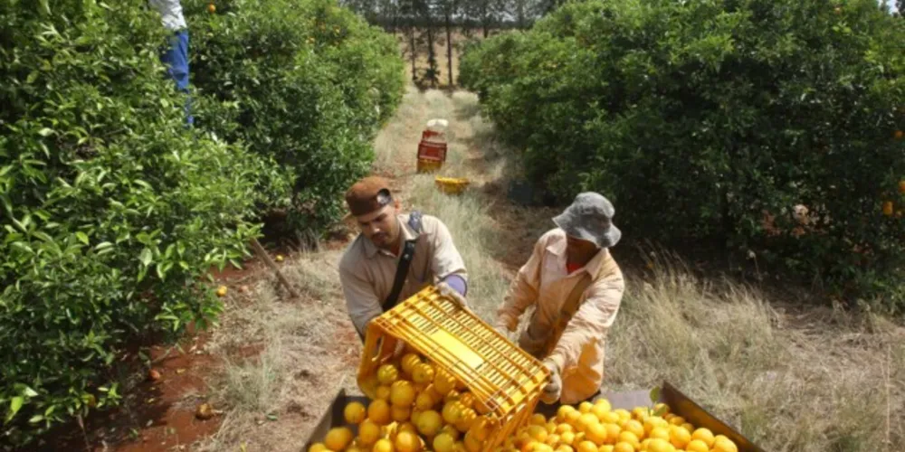 O setor de frutas atingiu aproximadamente R$ 2,5 bilhões em VBP