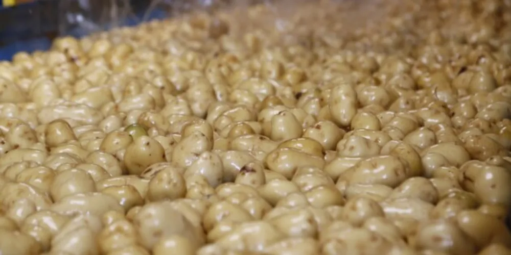 A batata inglesa foi um dos produtos com maior queda nos preços, tanto no acumulado do mês (2,45%) quanto em 12 meses (20,33%)