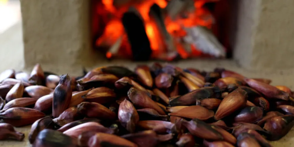 Investimento conjunto da Embrapa, Conder, Governo do Estado e Prefeitura de Inácio Martins deve começar a sair do papel ainda em 2023