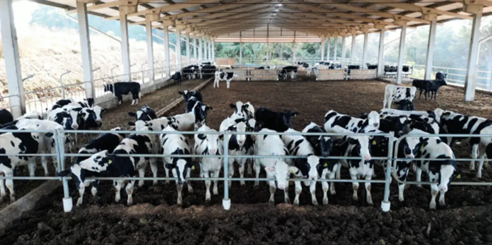 Bois da raça holandesa são capazes de produzir cortes cárneos de alta qualidade, com bom índice de marmoreio na criação de forma intensiva