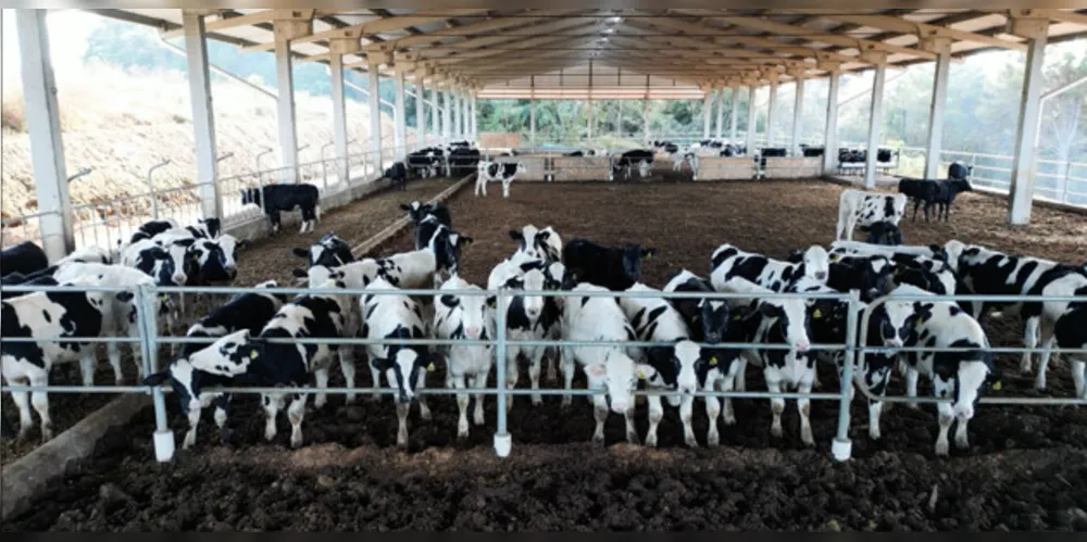 Bois da raça holandesa são capazes de produzir cortes cárneos de alta qualidade, com bom índice de marmoreio na criação de forma intensiva