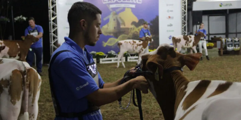 A Expoleite é uma vitrine da raça Holandesa, com exposição de cerca de 210 animais