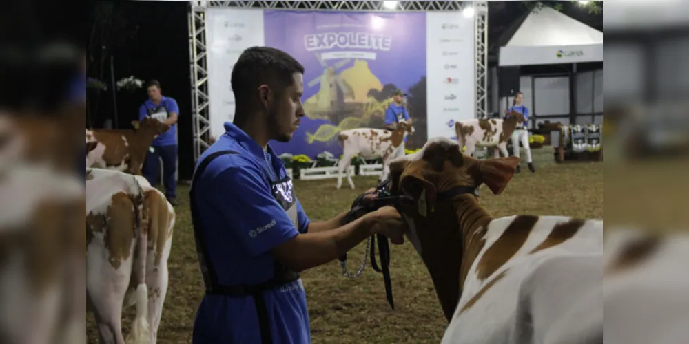 A Expoleite é uma vitrine da raça Holandesa, com exposição de cerca de 210 animais