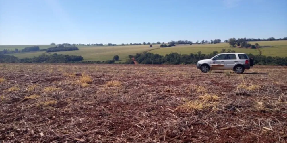 No período de 90 dias, até 10 de setembro, fica proibido cultivar ou manter plantas vivas de soja no campo