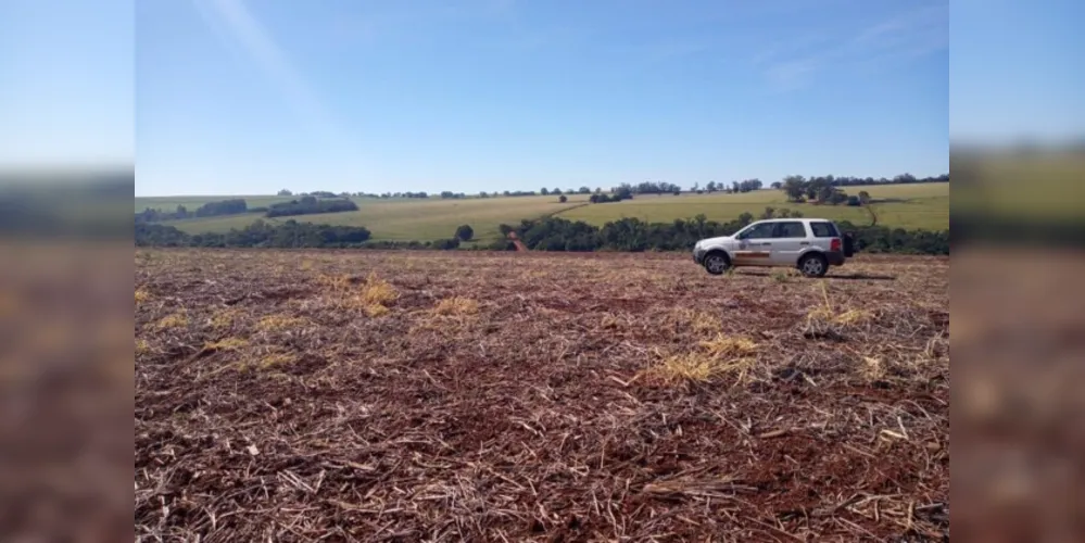 No período de 90 dias, até 10 de setembro, fica proibido cultivar ou manter plantas vivas de soja no campo