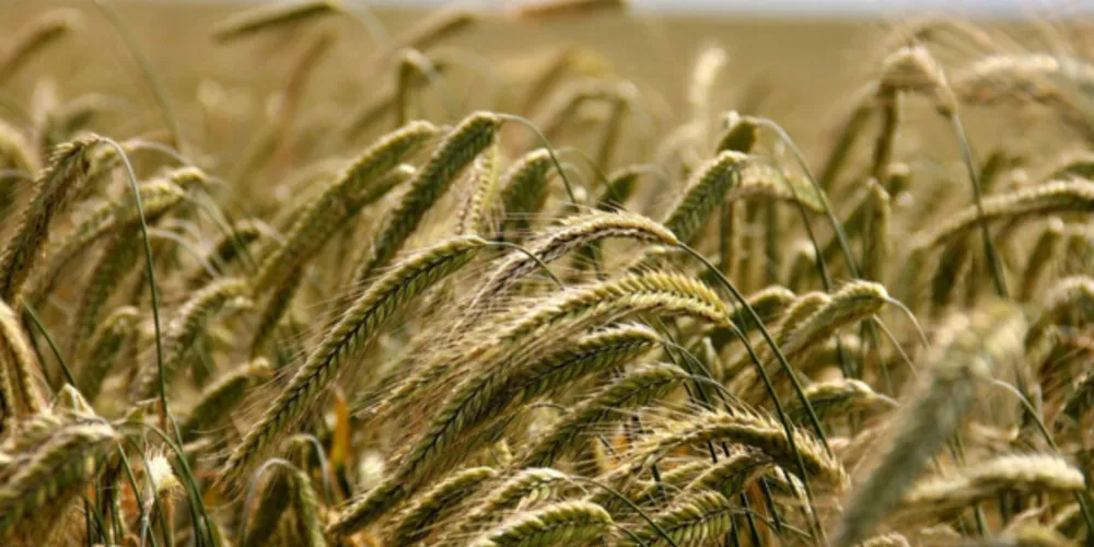 A média pluviométrica estadual no mês foi de 97,4 milímetros (mm), frente à média histórica de 117,1 mm