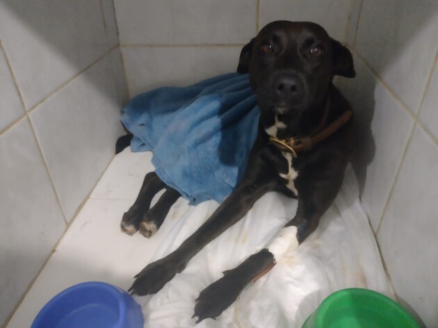 Cadela foi resgatada e segue o tratamento em um lar temporário