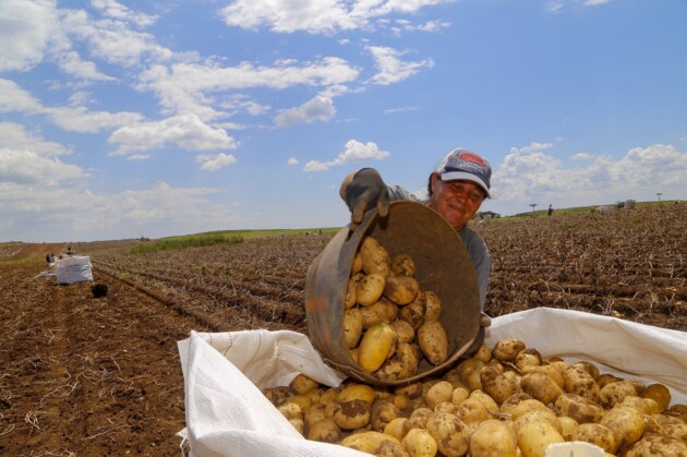 Dos 2,4 mil hectares de batata a serem retirados do solo, 88% estão com um bom desempenho e 12% classificados com qualidade média