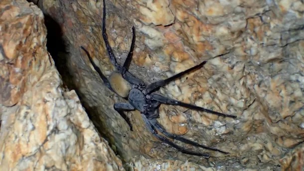 As aranhas gigantes possuem características únicas para sobreviver no ambiente subterrâneo