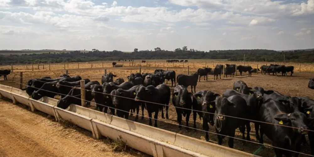 As regiões Sul e Sudeste são as maiores produtoras de leite