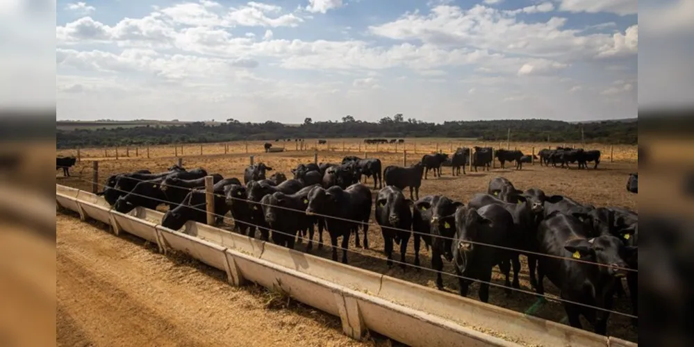 As regiões Sul e Sudeste são as maiores produtoras de leite