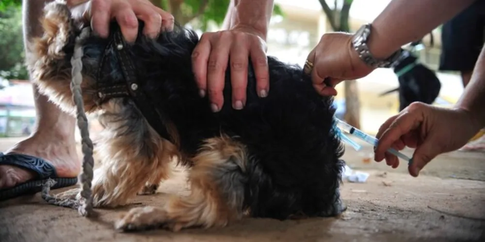 A vacina antirrábica deve ser aplicada nos animais a partir dos três meses de idade