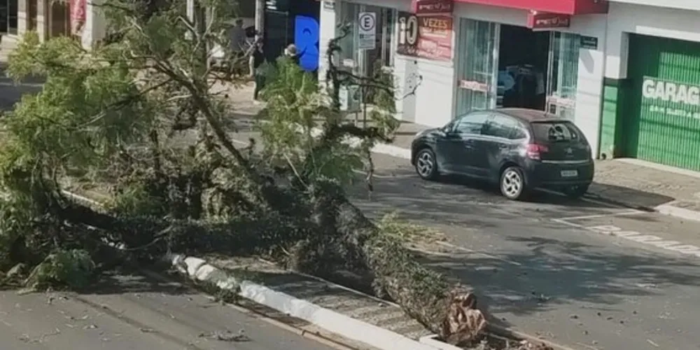 Árvore ficou caída após a colisão com o veículo