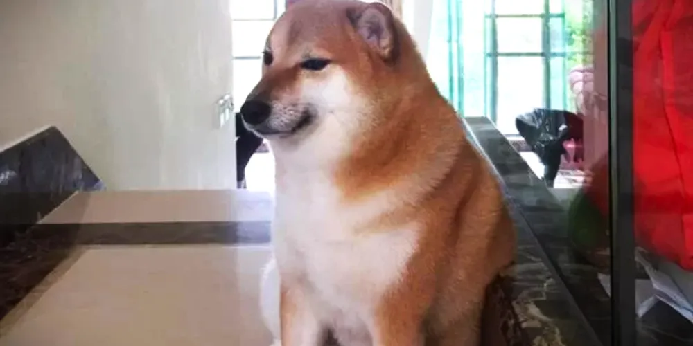 Morte de Balltze foi publicada em nas redes sociais de seus tutores