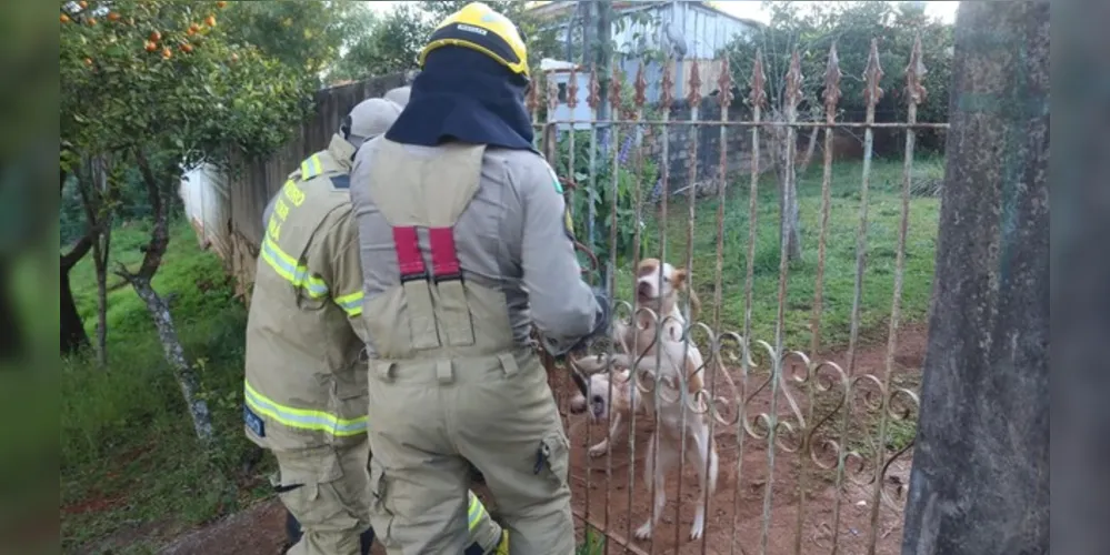 Pitbulls foram reconduzidos à residência pelos bombeiros