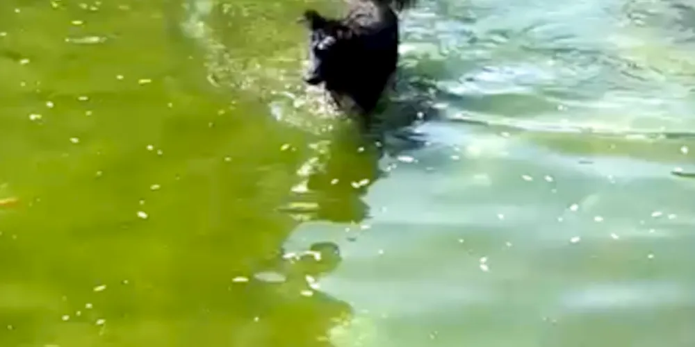 Publicação viralizou nas redes e chamou a atenção dos ponta-grossenses