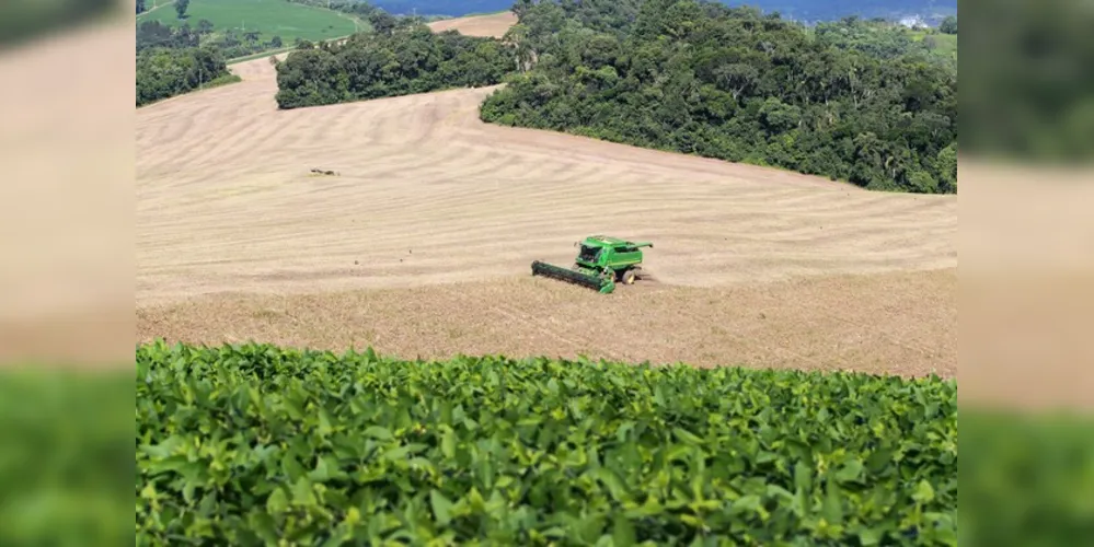 A área colhida foi de 289 mil hectares, uma redução de cerca de 16% em relação ao ano passado