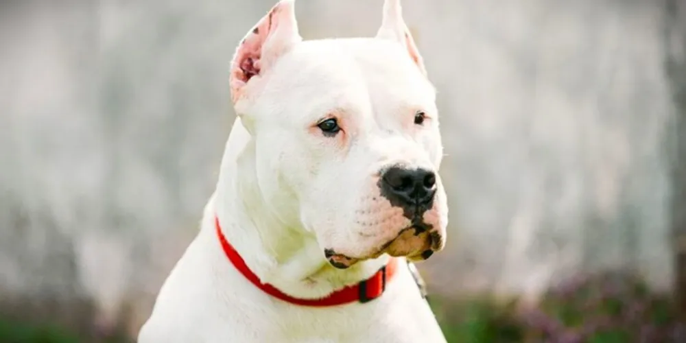 Raça Dogo Argentino foi agredida dentro de um apartamento