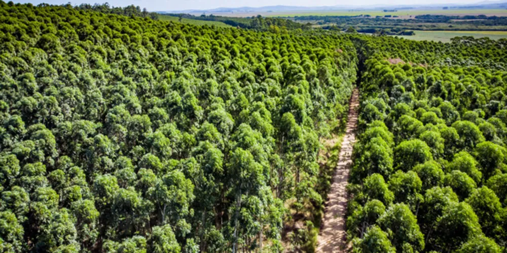 Região tem diversos municípios que se destacam na produção de tora para papel e celulose