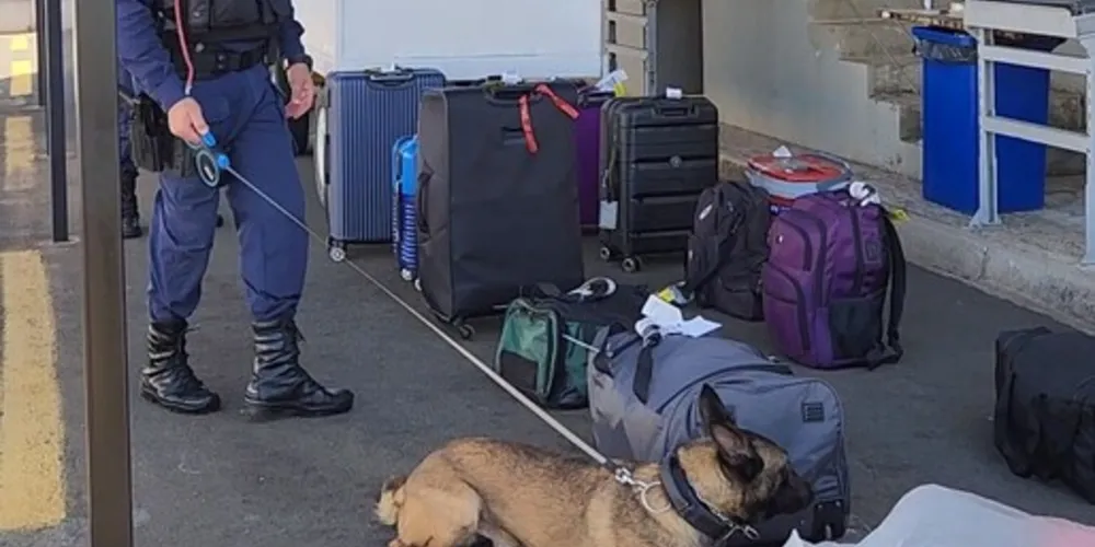 Durante a ação, os agentes da GCM utilizaram cães farejadores para inspeção das bagagens