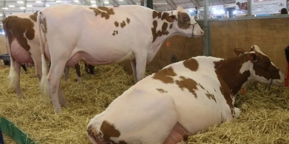 O leite é a principal fonte de riquezas em Castro e Carambeí, as 
duas cidades que lideram o VBP na região dos Campos Gerais