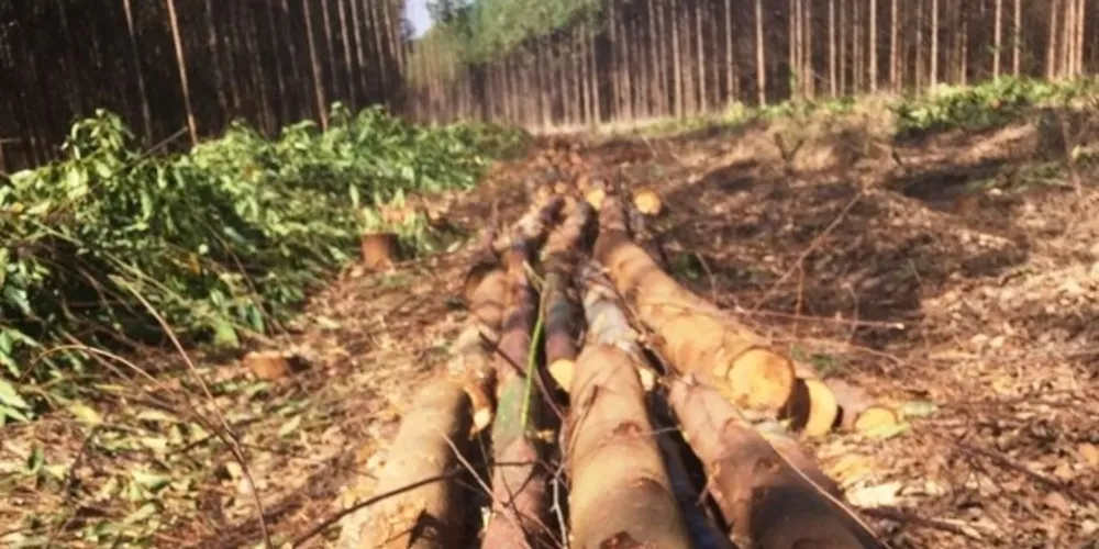 Homem trabalhava com o corte de eucalipto quando faleceu esmagado