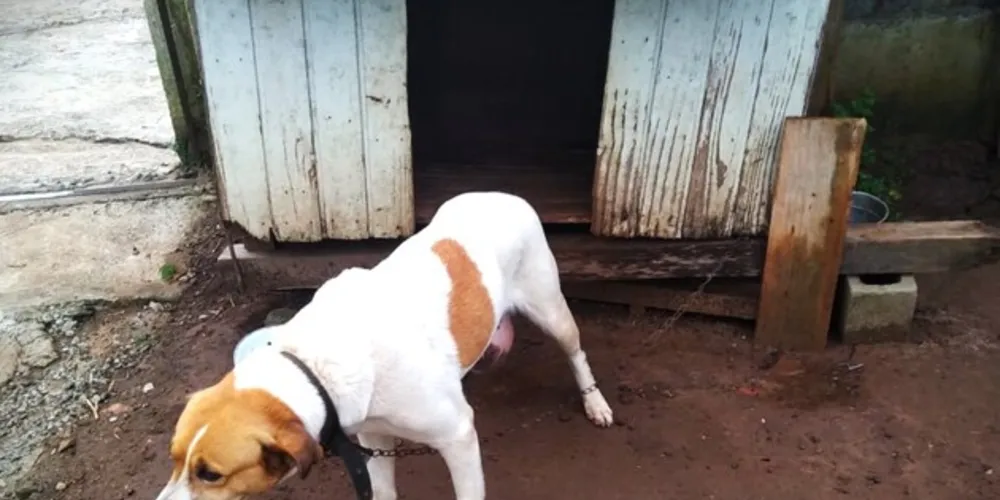 Cão teria sido vítima de chicotadas na região da Boa Vista, em Ponta Grossa