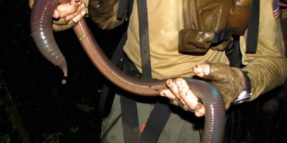 Animal também pode pesar mais de 700 gramas