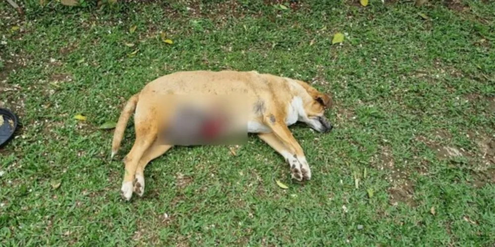 Inquérito investiga o crime, com aumento de pena pela morte do animal.