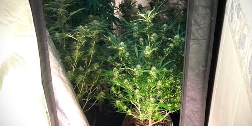 Indivíduo de 33 anos foi preso por tráfico de drogas